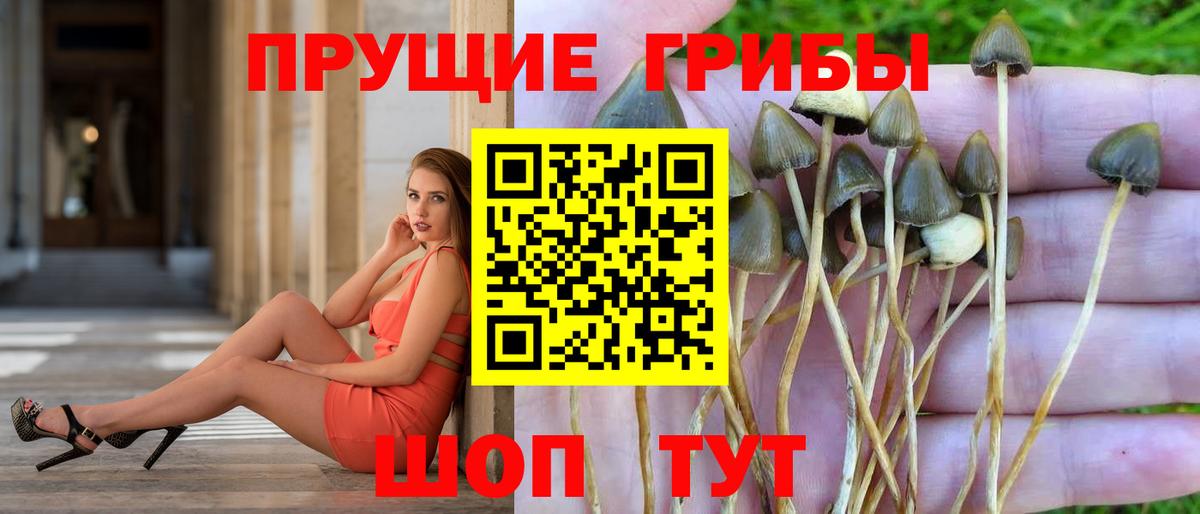 Псилоцибиновые грибы Psilocybine cubensis  Псилоцибиновые грибы GOLDEN TEACHER  Вход с VPN  Мурманск 